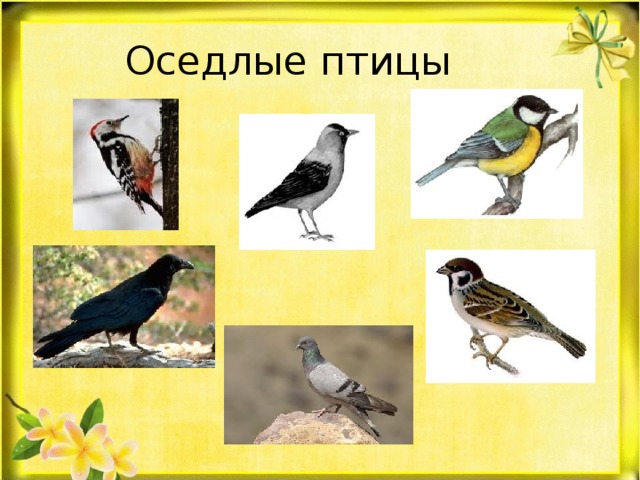 Оседлые птицы 