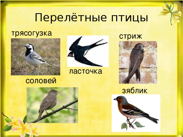 Перелётные птицы трясогузка стриж ласточка соловей зяблик 