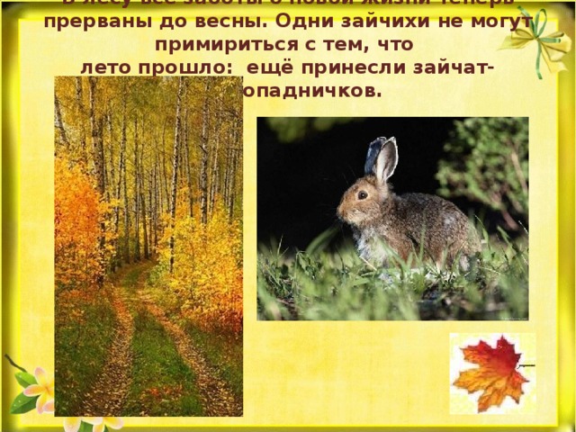 В лесу все заботы о новой жизни теперь прерваны до весны. Одни зайчихи не могут примириться с тем, что  лето прошло: ещё принесли зайчат-листопадничков. 