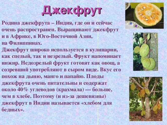 Джекфрут Родина джекфрута – Индия, где он и сейчас очень распространен. Выращивают джекфрут и в Африке, в Юго-Восточной Азии, на Филиппинах. Джекфрут широко используется в кулинарии, как спелый, так и незрелый. Фрукт напоминает инжир. Недозрелый фрукт готовят как овощ, а созревший употребляют в сыром виде. Вкус его похож на дыню, манго и папайю. Плоды джекфрута очень питательны и содержат около 40% углеводов (крахмала) — больше, чем в хлебе. Поэтому (и из-за дешевизны) джекфрут в Индии называется «хлебом для бедных».  