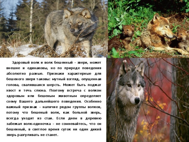  Здоровый волк и волк бешенный – звери, может внешне и одинаковы, но по природе поведения абсолютно разные. Признаки характерные для бешеного зверя таковы: мутный взгляд, опущенная голова, свалявшаяся шерсть. Может быть поджат хвост и течь слюна. Поэтому встреча с волком здоровым или бешеным животным определяет схему Вашего дальнейшего поведения. Особенно важный признак – наличие рядом группы волков, потому что бешеный волк, как больной зверь, всегда уходит из стаи. Если днем в деревню забежал волк-одиночка – не сомневайтесь, что он бешенный, в светлое время суток ни один дикий зверь разгуливать не станет. 