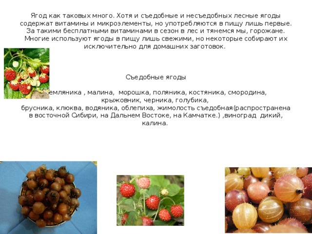 Ягод как таковых много. Хотя и съедобные и несъедобных лесные ягоды содержат витамины и микроэлементы, но употребляются в пищу лишь первые. За такими бесплатными витаминами в сезон в лес и тянемся мы, горожане. Многие используют ягоды в пищу лишь свежими, но некоторые собирают их исключительно для домашних заготовок.     Съедобные ягоды   Земляника , малина,  морошка, поляника, костяника, смородина, крыжовник, черника, голубика,  брусника, клюква, водяника, облепиха, жимолость съедобная(распространена в восточной Сибири, на Дальнем Востоке, на Камчатке.) ,виноград дикий, калина.      
