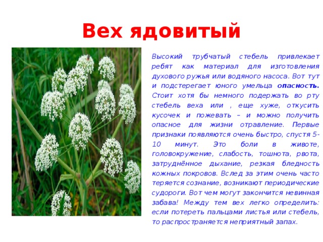 Вех описание. Вех ядовитый цикута. Описание растения вёх ядовитый. Вех ядовитый где растет. Вех ядовитый чем опасен.
