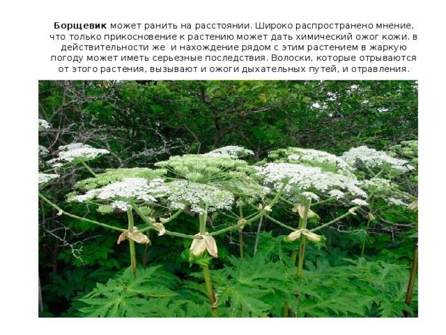 Борщевик может ранить на расстоянии. Широко распространено мнение, что только прикосновение к растению может дать химический ожог кожи. в действительности же и нахождение рядом с этим растением в жаркую погоду может иметь серьезные последствия. Волоски, которые отрываются от этого растения, вызывают и ожоги дыхательных путей, и отравления.   