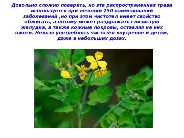 Довольно сложно поверить, но эта распространенная трава используется при лечении 250 наименований заболеваний ,но при этом чистотел имеет свойство обжигать, а потому может раздражать слизистую желудка, а также кожные покровы, оставляя на них ожоги. Нельзя употреблять чистотел внутренне и детям, даже в небольших дозах.   