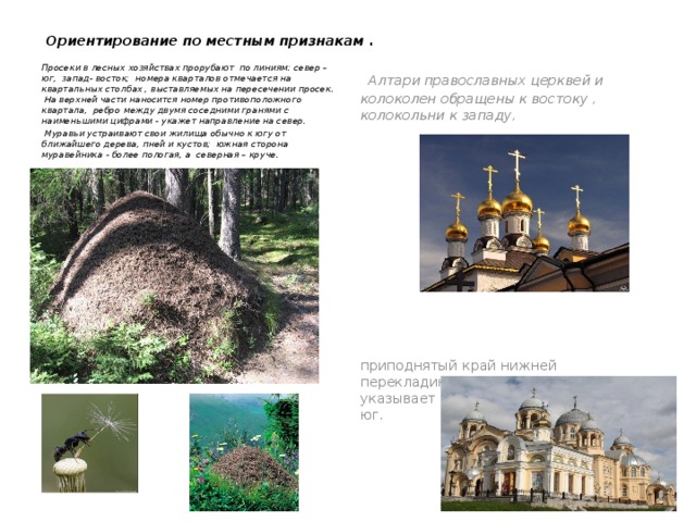  Ориентирование по местным признакам .   Просеки в лесных хозяйствах прорубают по линиям: север – юг, запад- восток; номера кварталов отмечается на квартальных столбах , выставляемых на пересечении просек. На верхней части наносится номер противоположного квартала, ребро между двумя соседними гранями с наименьшими цифрами - укажет направление на север.  Алтари православных церквей и колоколен обращены к востоку , колокольни к западу,  Муравьи устраивают свои жилища обычно к югу от ближайшего дерева, пней и кустов; южная сторона муравейника - более пологая, а северная – круче.     приподнятый край нижней перекладины креста на куполе церкви указывает на север , а опущенный на юг. 