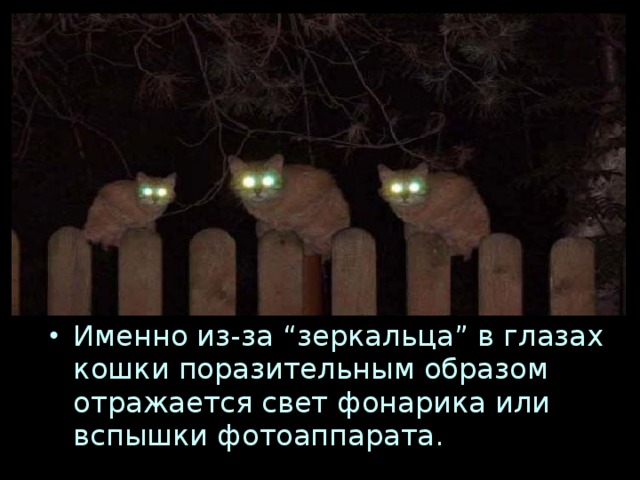 Именно из-за “зеркальца” в глазах кошки поразительным образом отражается свет фонарика или вспышки фотоаппарата. 