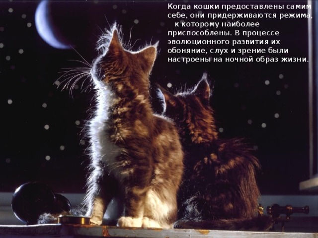 Когда кошки предоставлены самим себе, они придерживаются режима,  к которому наиболее приспособлены. В процессе эволюционного развития их обоняние , слух и зрение были настроены на ночной образ жизни. 