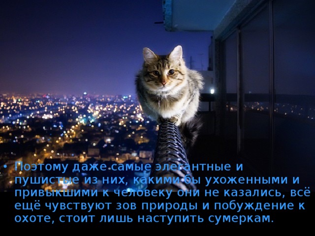 Поэтому даже самые элегантные и пушистые из них, какими бы ухоженными и привыкшими к человеку они не казались, всё ещё чувствуют зов природы и побуждение к охоте, стоит лишь наступить сумеркам. 