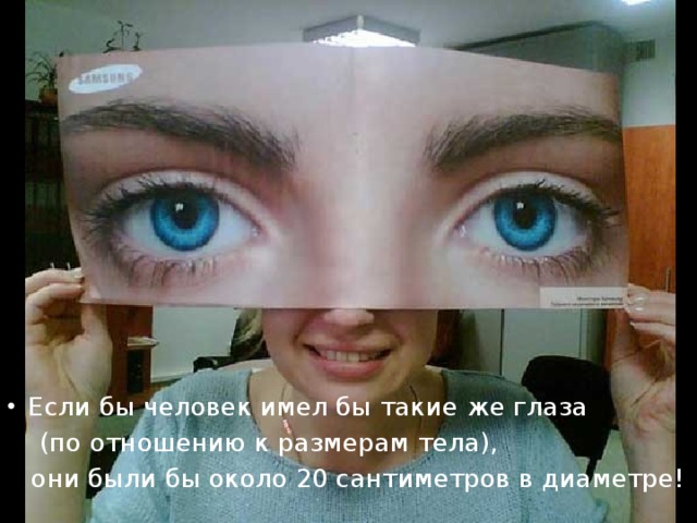 Если бы человек имел бы такие же глаза  (по отношению к размерам тела),  они были бы около 20 сантиметров в диаметре! 