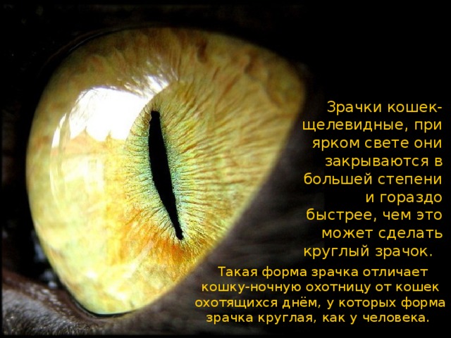 Зрачки кошек-щелевидные , при ярком свете они закрываются в большей степени и гораздо быстрее , чем это может сделать круглый зрачок .  Такая форма зрачка отличает кошку-ночную охотницу от кошек охотящихся днём , у которых форма зрачка круглая , как у человека .  