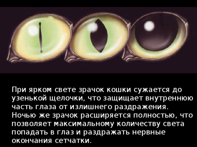 Глаза кошки на свету. Зрачок при ярком свете. При ярком свете зрачки сужаются. Глаз не реагирует на свет. Зрачок сужается и расширяется.