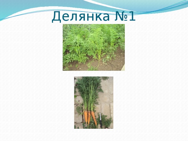 Делянка №1 
