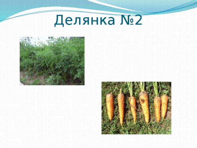 Делянка №2 