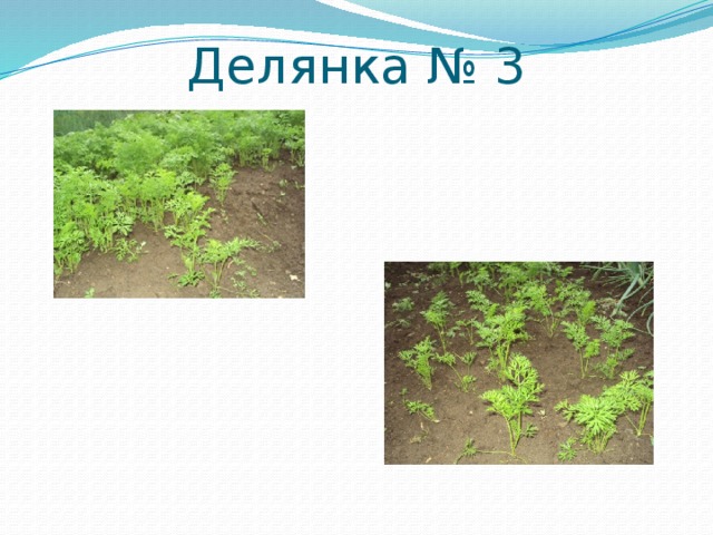 Делянка № 3 