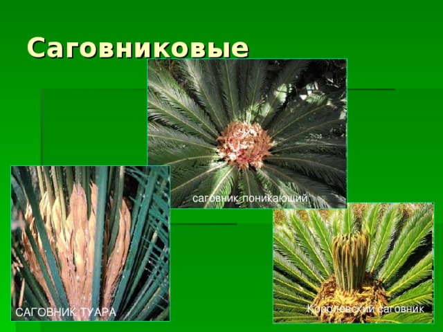 саговник поникающий Королевский саговник САГОВНИК ТУАРА 