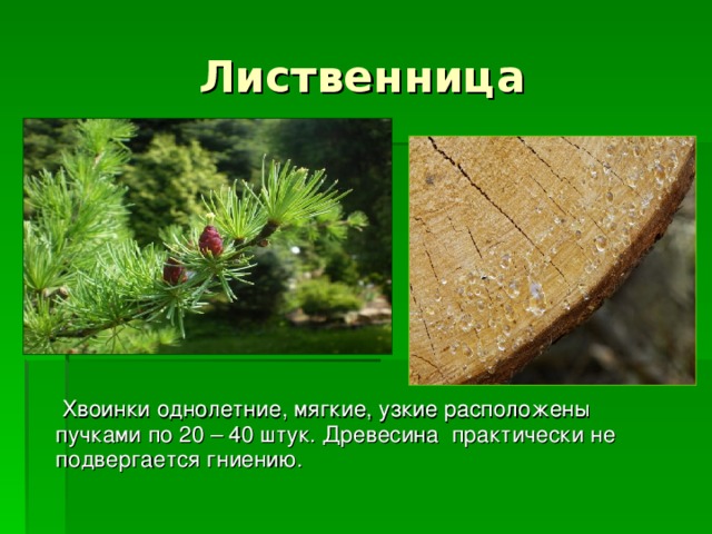  Хвоинки однолетние, мягкие, узкие расположены пучками по 20 – 40 штук. Древесина практически не подвергается гниению. 