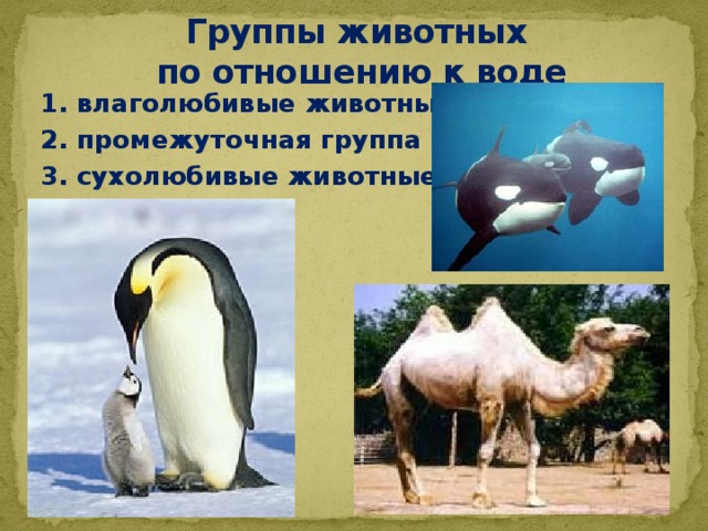 Пример экологической группы животных