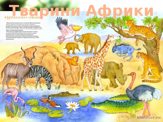 Тварини Африки 