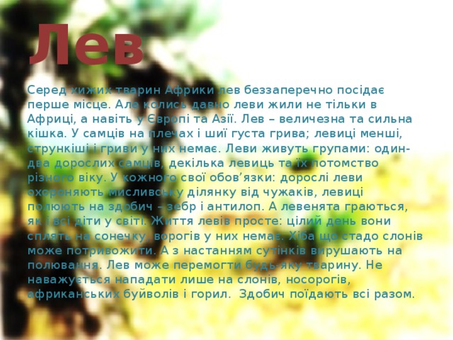 Лев Серед хижих тварин Африки лев беззаперечно посідає перше місце. Але колись давно леви жили не тільки в Африці, а навіть у Європі та Азії. Лев – величезна та сильна кішка. У самців на плечах і шиї густа грива; левиці менші, стрункіші і гриви у них немає. Леви живуть групами: один-два дорослих самців, декілька левиць та їх потомство різного віку. У кожного свої обов’язки: дорослі леви охороняють мисливську ділянку від чужаків, левиці полюють на здобич – зебр і антилоп. А левенята граються, як і всі діти у світі. Життя левів просте: цілий день вони сплять на сонечку, ворогів у них немає. Хіба що стадо слонів може потривожити. А з настанням сутінків вирушають на полювання. Лев може перемогти будь-яку тварину. Не наважується нападати лише на слонів, носорогів, африканських буйволів і горил. Здобич поїдають всі разом. 