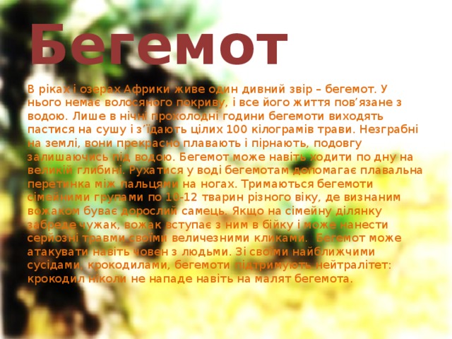 Бегемот  В ріках і озерах Африки живе один дивний звір – бегемот. У нього немає волосяного покриву, і все його життя пов’язане з водою. Лише в нічні прохолодні години бегемоти виходять пастися на сушу і з’їдають цілих 100 кілограмів трави. Незграбні на землі, вони прекрасно плавають і пірнають, подовгу залишаючись під водою. Бегемот може навіть ходити по дну на великій глибині. Рухатися у воді бегемотам допомагає плавальна перетинка між пальцями на ногах. Тримаються бегемоти сімейними групами по 10-12 тварин різного віку, де визнаним вожаком буває дорослий самець. Якщо на сімейну ділянку забреде чужак, вожак вступає з ним в бійку і може нанести серйозні травми своїми величезними кликами. Бегемот може атакувати навіть човен з людьми. Зі своїми найближчими сусідами, крокодилами, бегемоти підтримують нейтралітет: крокодил ніколи не нападе навіть на малят бегемота. 