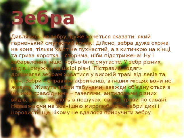 Зебра Дивлячись на зебру, дуже хочеться сказати: який гарненький смугастий коник! Дійсно, зебра дуже схожа на коня, тільки хвіст не пухнастий, а з китичкою на кінці, та грива коротка – сторчма, ніби підстрижена! Ну і забарвлення інше, чорно-біле смугасте. У зебр різних видів і смужки на шкірі різні. Пістрявий «одяг» допомагає зебрам ховатися у високій траві від левів та гієн. Зебри – справжні африканці, в інших місцях вони не живуть. Живуть зебри табунами, завжди об’єднуються з іншими травоїдними – газелями, антилопами різних видів, разом кочують в пошуках свіжої трави по савані. Незважаючи на зовнішню миролюбність, зебри дикі і норовисті: ще нікому не вдалося приручити зебру. 