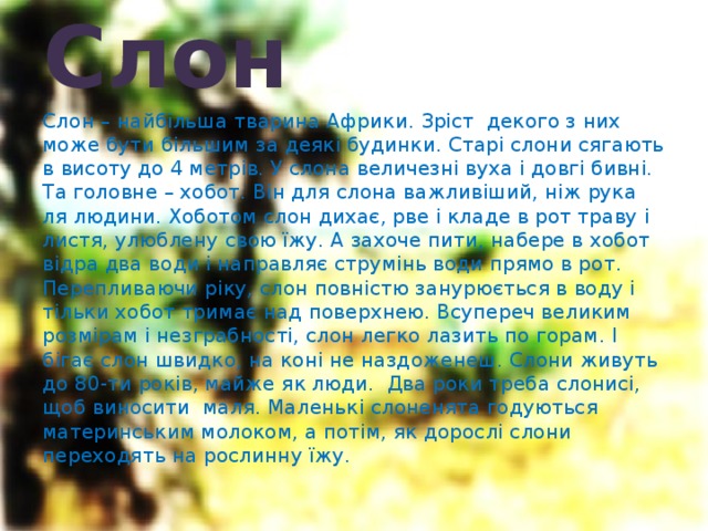 Слон Слон – найбільша тварина Африки. Зріст декого з них може бути більшим за деякі будинки. Старі слони сягають в висоту до 4 метрів. У слона величезні вуха і довгі бивні. Та головне – хобот. Він для слона важливіший, ніж рука ля людини. Хоботом слон дихає, рве і кладе в рот траву і листя, улюблену свою їжу. А захоче пити, набере в хобот відра два води і направляє струмінь води прямо в рот. Перепливаючи ріку, слон повністю занурюється в воду і тільки хобот тримає над поверхнею. Всупереч великим розмірам і незграбності, слон легко лазить по горам. І бігає слон швидко, на коні не наздоженеш. Слони живуть до 80-ти років, майже як люди. Два роки треба слонисі, щоб виносити маля. Маленькі слоненята годуються материнським молоком, а потім, як дорослі слони переходять на рослинну їжу. 