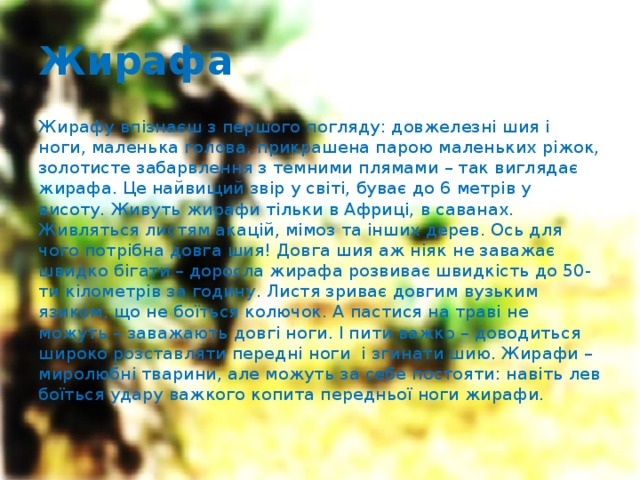 Жирафа  Жирафу впізнаєш з першого погляду: довжелезні шия і ноги, маленька голова, прикрашена парою маленьких ріжок, золотисте забарвлення з темними плямами – так виглядає жирафа. Це найвищий звір у світі, буває до 6 метрів у висоту. Живуть жирафи тільки в Африці, в саванах. Живляться листям акацій, мімоз та інших дерев. Ось для чого потрібна довга шия! Довга шия аж ніяк не заважає швидко бігати – доросла жирафа розвиває швидкість до 50-ти кілометрів за годину. Листя зриває довгим вузьким язиком, що не боїться колючок. А пастися на траві не можуть – заважають довгі ноги. І пити важко – доводиться широко розставляти передні ноги і згинати шию. Жирафи – миролюбні тварини, але можуть за себе постояти: навіть лев боїться удару важкого копита передньої ноги жирафи. 
