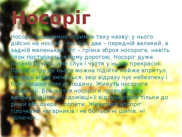 Носоріг Носоріг недаремно отримав таку назву: у нього дійсно на носі ріг, частіше два – передній великий, а задній маленький. Ріг – грізна зброя носорога, навіть слон поступається йому дорогою. Носоріг дуже погано бачить, але слух і чуття у нього прекрасні. Проти вітру до нього можна підійти майже впритул, та ледь вітер зміниться, звір відразу чує небезпеку і безстрашно атакує людину. Живуть носороги поодинці. Все життя носороги проводять на вибраній ділянці («домівці»)і відлучаються тільки до річки або озера – попити. Живиться носоріг гілочками чагарників і не боїться ні шипів, ні колючок. 