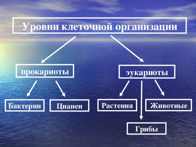 Уровни клеточной организации прокариоты эукариоты Животные Растения Бактерии Цианеи Грибы 