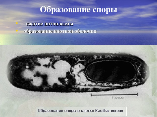 Образование споры  сжатие цитоплазмы образование плотной оболочки 