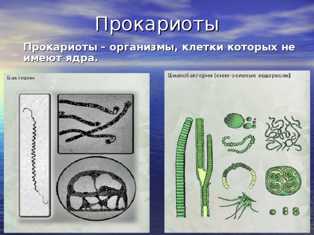 Прокариоты   Прокариоты – организмы, клетки которых не имеют ядра.      