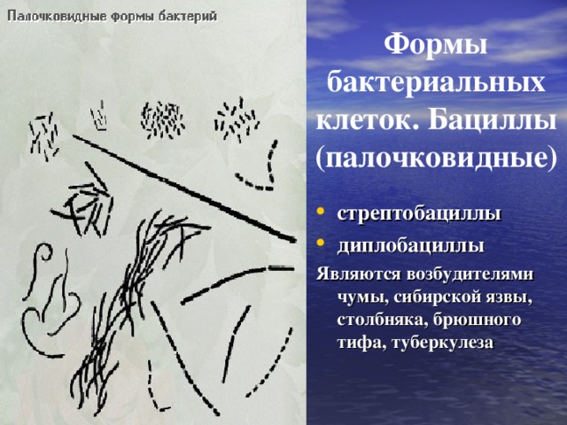 Формы бактериальных клеток. Бациллы (палочковидные) стрептобациллы диплобациллы Являются возбудителями чумы, сибирской язвы, столбняка, брюшного тифа, туберкулеза  