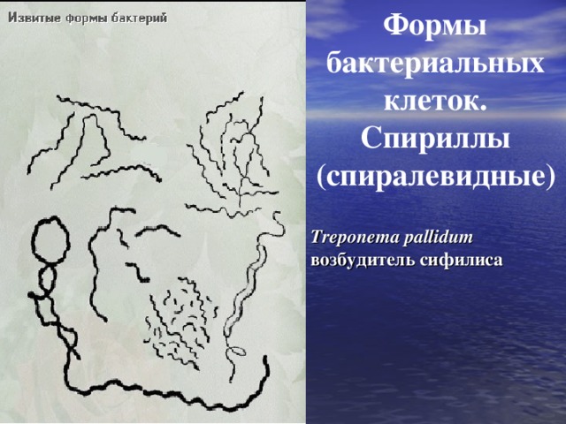 Формы бактериальных клеток. Спириллы (спиралевидные) Treponema pallidum  возбудитель сифилиса 