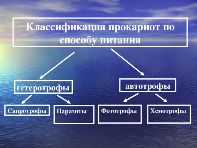 Классификация прокариот по способу питания автотрофы гетеротрофы Сапротрофы Фототрофы Хемотрофы Паразиты 