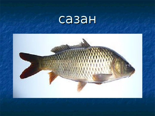 сазан 