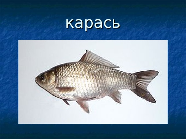 карась 