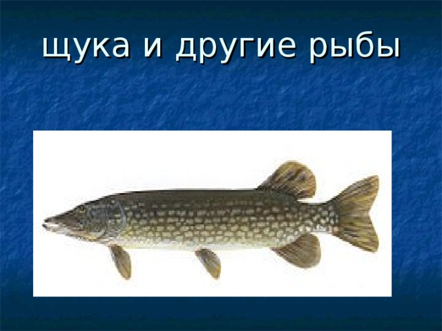 щука и другие рыбы 