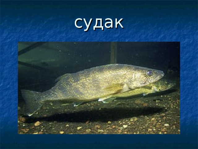 судак 