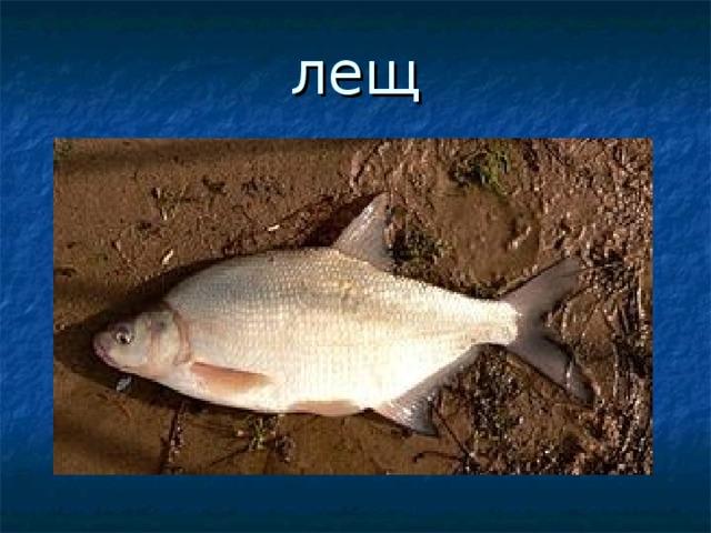 лещ 
