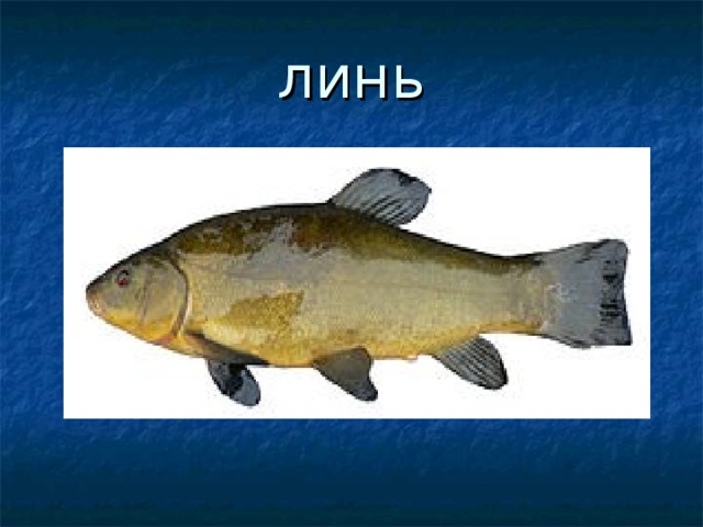 линь 
