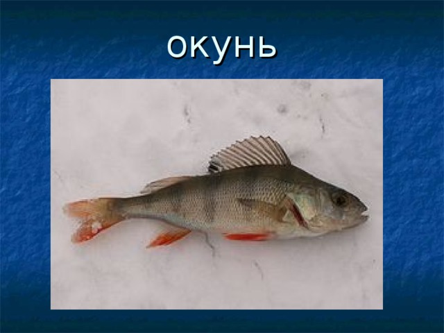 окунь 
