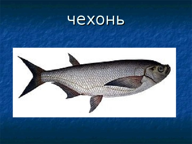 чехонь 