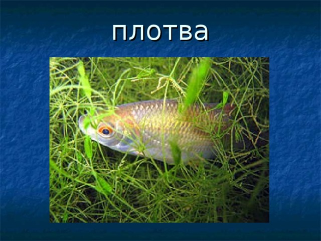 плотва 