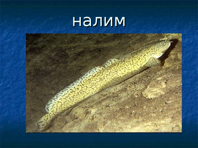налим 