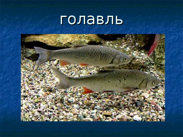 голавль 