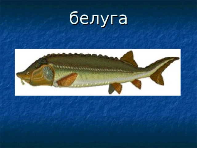 белуга 