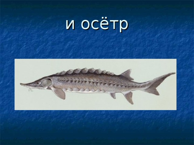 и осётр 