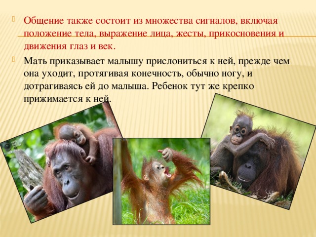 Привести примеры как животные общаются между собой