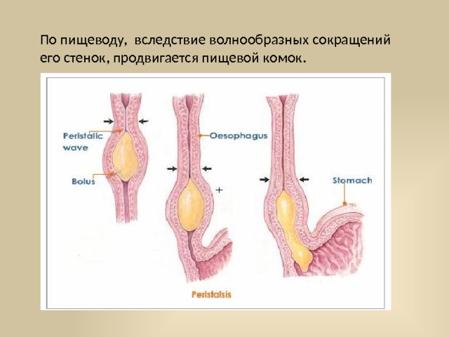 По пищеводу, вследствие волнообразных сокращений его стенок, продвигается пищевой комок. 